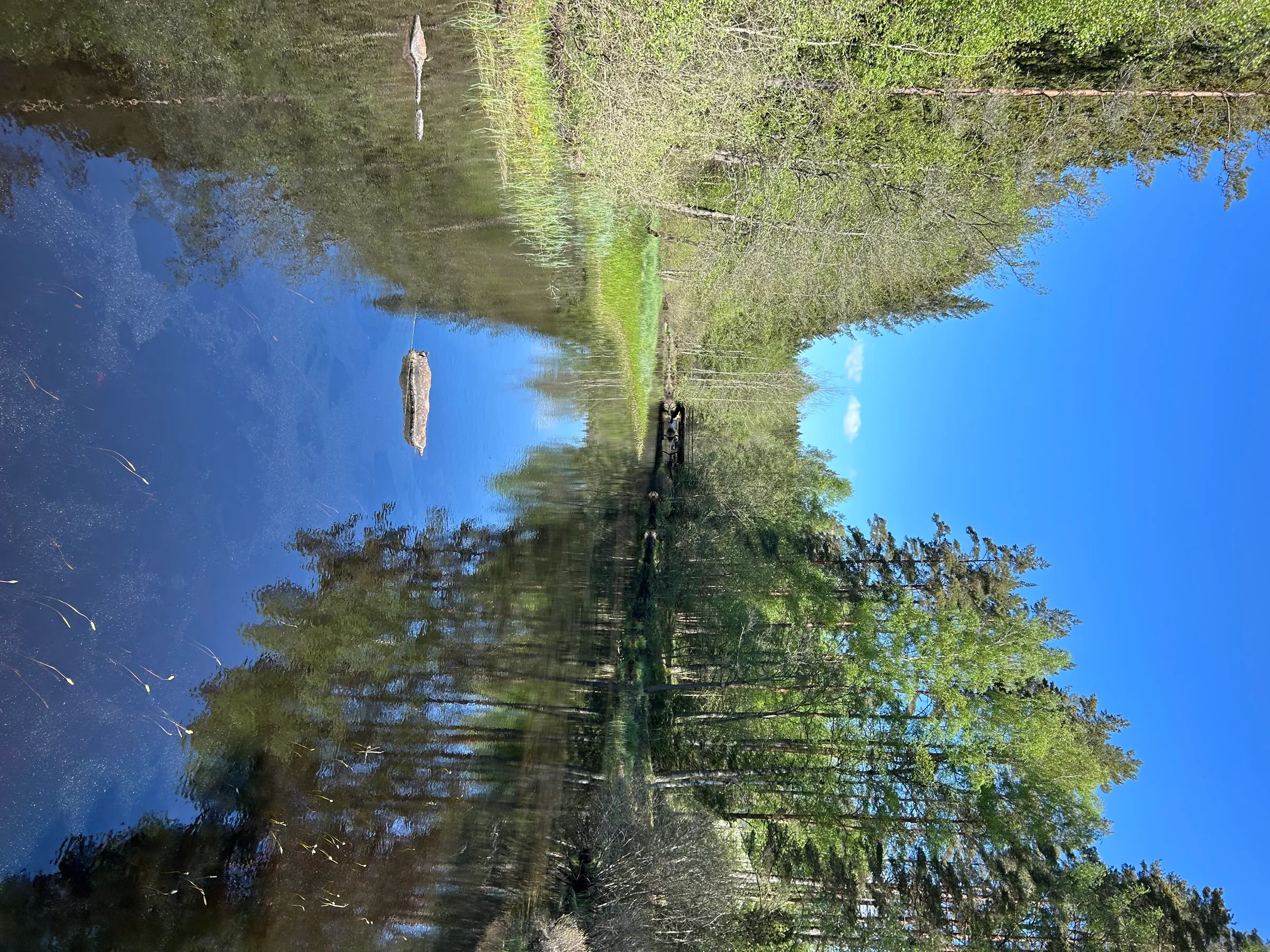 A still forest lake reflecting the surrounding trees and sky