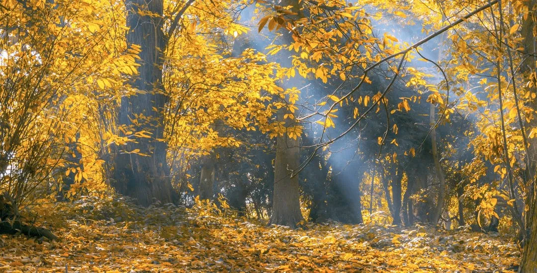 An autumn forest
