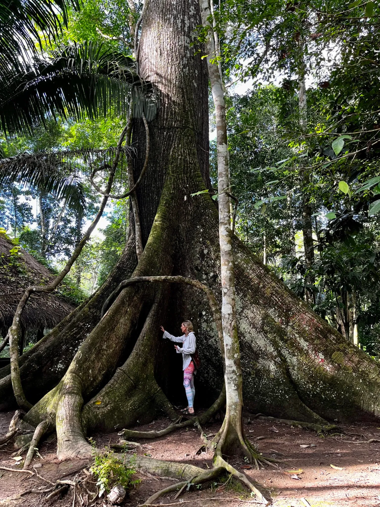 A giant ceiba tree in the Amazon jungle
